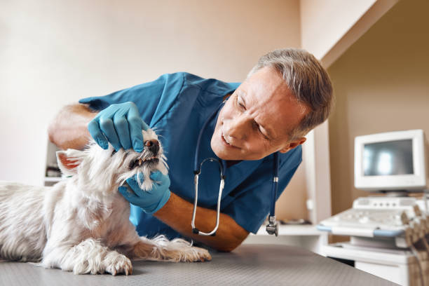 Best Emergency Treatment for Dental Infections or Abscesses in Ault, CO